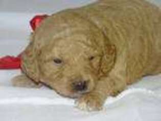 Goldendoodle Puppy for sale in Craigville, IN, USA