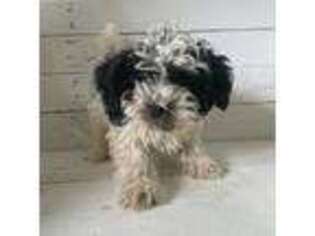Schnoodle (Standard) Puppy for sale in Berlin, CT, USA