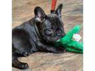 French Bulldog Puppy for sale in Lincoln, NE, USA