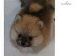 Pomeranian Puppy for sale in Charleston, SC, USA