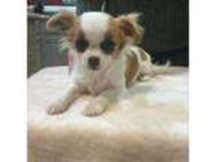 Chihuahua Puppy for sale in Twin Bridges, MT, USA