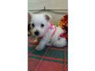 West Highland White Terrier Puppy for sale in Alvaton, KY, USA