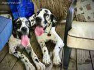 Great Dane Puppy for sale in Nederland, TX, USA