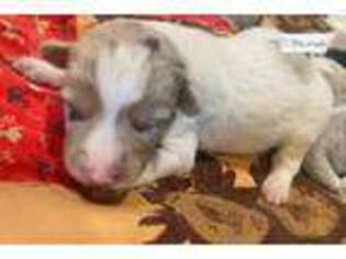 Border Collie Puppy for sale in Lubbock, TX, USA