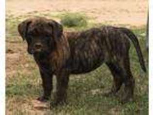 Bullmastiff Puppy for sale in Amelia, NE, USA