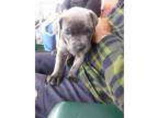 Cane Corso Puppy for sale in Harrisburg, PA, USA