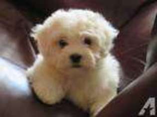 Goldendoodle Puppy for sale in CHASKA, MN, USA