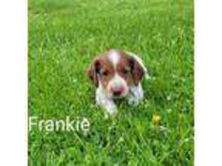 Dachshund Puppy for sale in Wolcott, NY, USA
