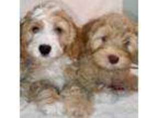Labradoodle Puppy for sale in Helena, MT, USA