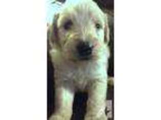 Goldendoodle Puppy for sale in LAFAYETTE, CA, USA