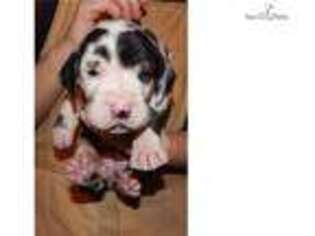 Great Dane Puppy for sale in Pittsburgh, PA, USA