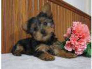 Yorkshire Terrier Puppy for sale in Thorp, WI, USA