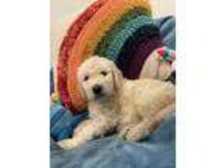 Goldendoodle Puppy for sale in San Marcos, TX, USA