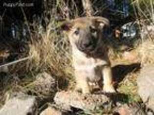 German Shepherd Dog Puppy for sale in Lookout, CA, USA