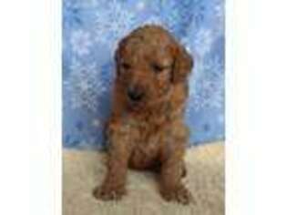 Labradoodle Puppy for sale in Grantsville, MD, USA