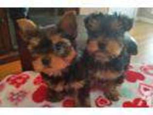 Yorkshire Terrier Puppy for sale in SAN ANTONIO, TX, USA