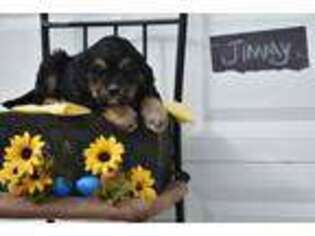 Bernese Mountain Dog Puppy for sale in Millersburg, PA, USA