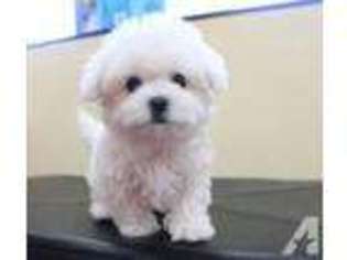 Maltese Puppy for sale in CROFTON, MD, USA