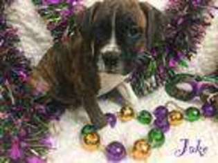 Boxer Puppy for sale in Petal, MS, USA