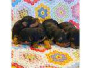 Welsh Terrier Puppy for sale in Licking, MO, USA