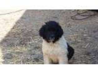 Newfoundland Puppy for sale in Johnson City, TN, USA