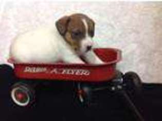 Jack Russell Terrier Puppy for sale in Burnsville, NC, USA