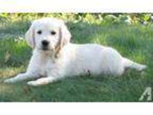 Golden Retriever Puppy for sale in CINEBAR, WA, USA