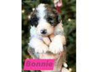 Mutt Puppy for sale in Watkins, MN, USA