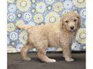 Goldendoodle Puppy for sale in Downing, MO, USA