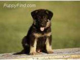 German Shepherd Dog Puppy for sale in Bellingham, WA, USA
