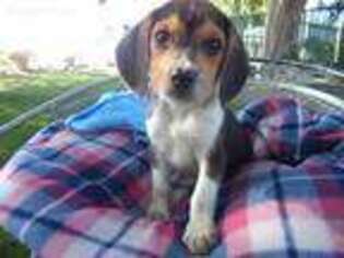 Beagle Puppy for sale in Detroit, MI, USA