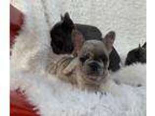 French Bulldog Puppy for sale in Mullin, TX, USA