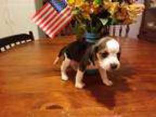 Beagle Puppy for sale in Middletown, MD, USA