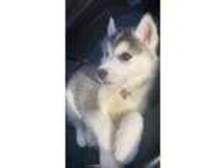 Siberian Husky Puppy for sale in New Rochelle, NY, USA