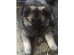 Keeshond Puppy for sale in Union Grove, NC, USA