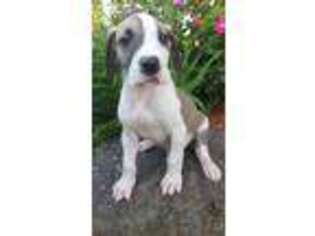 Great Dane Puppy for sale in Kirby, AR, USA