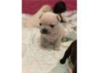 French Bulldog Puppy for sale in Scottsdale, AZ, USA