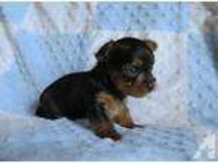 Yorkshire Terrier Puppy for sale in BLUFFTON, IN, USA