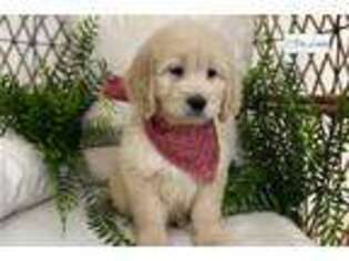 Goldendoodle Puppy for sale in South Bend, IN, USA