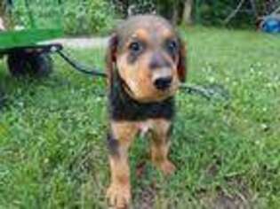 airedales for sale in olive hill ky