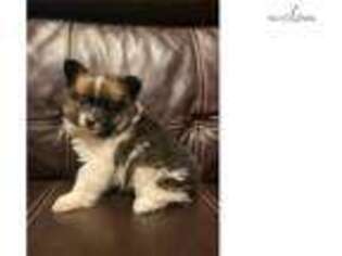 Papillon Puppy for sale in Minneapolis, MN, USA