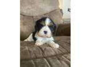 Cavalier King Charles Spaniel Puppy for sale in West Point, IA, USA