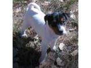 Mutt Puppy for sale in Edgewood, NM, USA