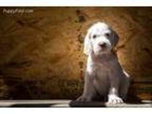Spinone Italiano Puppy for sale in Missoula, MT, USA