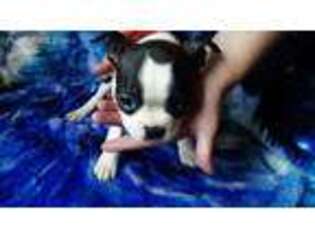 Boston Terrier Puppy for sale in Mohawk, NY, USA