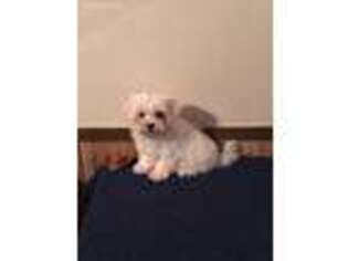 Maltese Puppy for sale in Athens, GA, USA