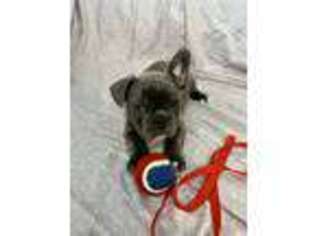 French Bulldog Puppy for sale in Pasco, WA, USA