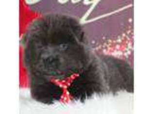 Chow Chow Puppy for sale in Greenfield, MO, USA