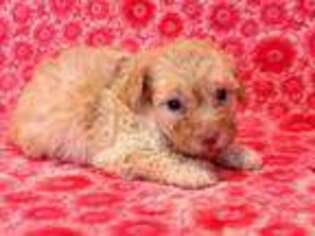 Mutt Puppy for sale in Hawarden, IA, USA