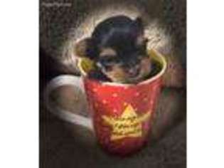 Yorkshire Terrier Puppy for sale in Marysville, WA, USA